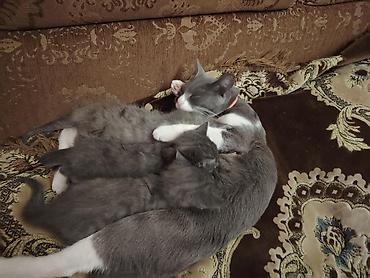 Pişiklər: Britan, Erkək, Dişi — 11