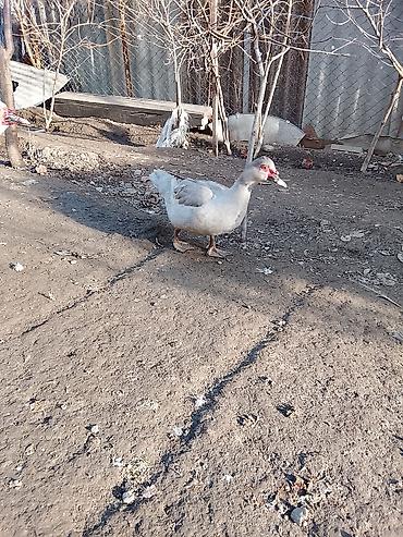 Ördəklər: Salam heyvanlar kom satilir 5feredi 1de erkey yumurtaya hazir -da lalafo.az — 1 Ördəklər: Salam heyvanlar kom satilir 5feredi 1de erkey yumurtaya hazir — 1