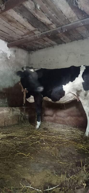 cins ineklerin satisi: 3 qarına 8 aylıq boğaz ivanovka satılır unvan bine savxoz razılaşma — 2
