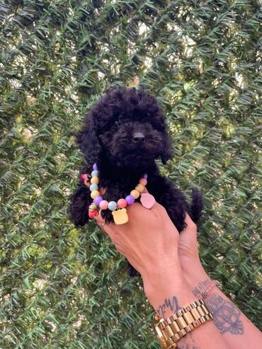 Psi: Odgajivacnica pasa “Happy Puppies” ima u ponudi stence toy i mini — 5