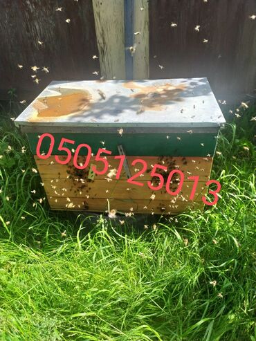 продаю осёл: Пчёлы карпатка на ходятся в Беловодское, рамка дадан .3+1пакет4000с