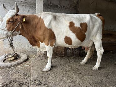 корова порода ала тоо: Продаю | Корова (самка) | Симментальская | Для разведения, Для молока | Искусственник