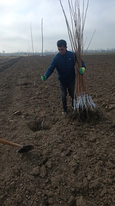 Tinglər: Təmiz və sağlam tingler isteyirsinizse bzmle əlaqə saxlaya blərsniz -da lalafo.az — 10 Tinglər: Təmiz və sağlam tingler isteyirsinizse bzmle əlaqə saxlaya blərsniz — 10