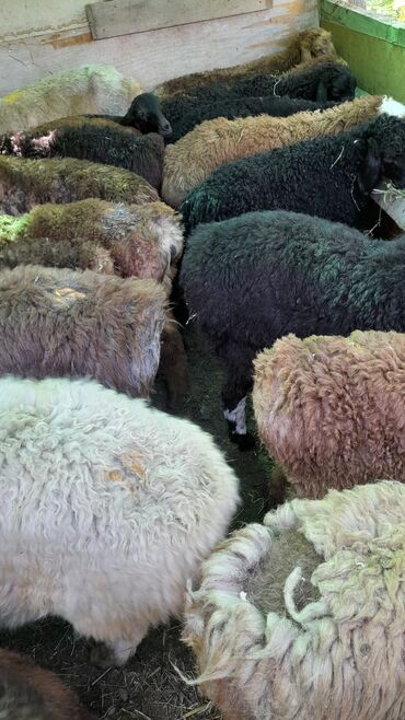 арашан овец: Продаю |