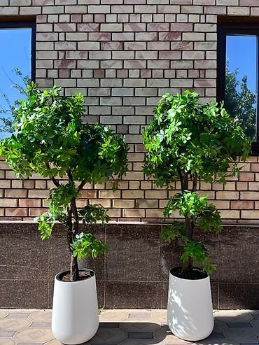 Декоративные цветы: 🌿✨ Mayram Decor.kg – искусственные деревья и цветы в Бишкеке ✨🌿 — 14