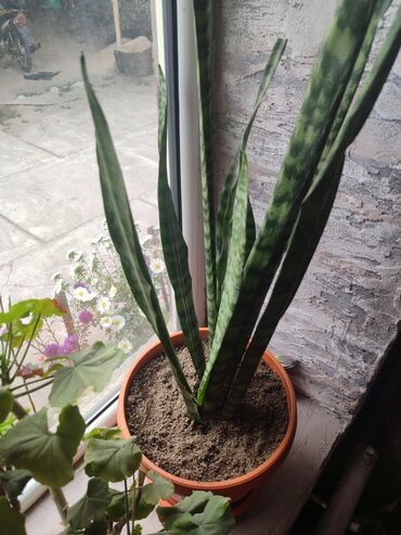 Хлорофитумы: Продаю комнатные цветы Сансевиерия-250сом (тещин язык ) Хлорофитум — 3