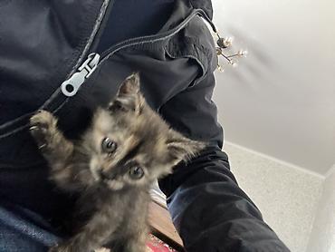 сухопутную черепаху: ОТДАМ КОТЕНКА В ХОРОШИЕ РУКИ!! Котёнок трёхцветной (черепаховой) — 1