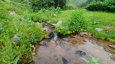 куплю дом на панораме: 50 соток, Бизнес үчүн
