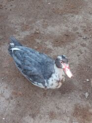 хаски щенки цена бишкек: Erkək, | Lal ördək, Ətlik