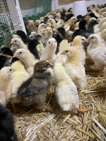 сельскохозяйственные животные продажа: Продаю | Цыплята | Домашняя