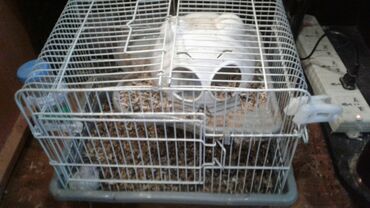 Qəfəslər: Xamyak ucun Qefes satilir qiyməti 25 azn bashqa qefeslerde var -da lalafo.az — 21 Qəfəslər: Xamyak ucun Qefes satilir qiyməti 25 azn bashqa qefeslerde var — 21