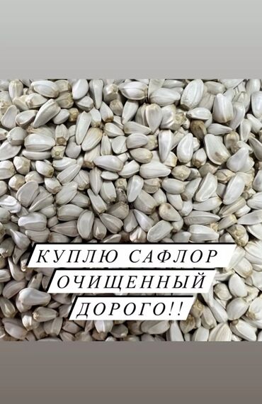 кондитерские оборудования: Закупка очищенного сафлора. Ищем к покупке очищенные семена сафлора