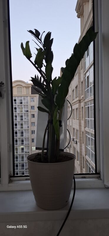 долларовое дерево: Замиокулькас (Долларовое дерево)