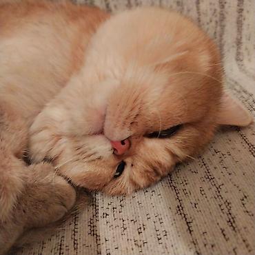 Pişiklər: Britan — 2