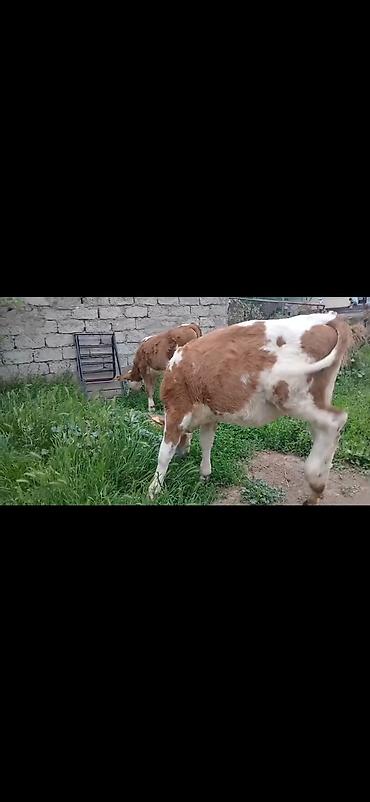 Dana, buzov: Satışda: simmental tipli erkək buzovlar - Rəng: ağ-qəhvəyi ləkəli - — 7