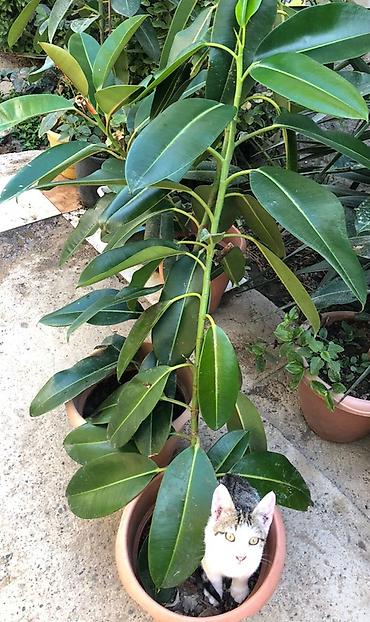 Kauçuk ağacı (Ficus elastica) – iri, parlaq tünd-yaşıl yarpaqlı
