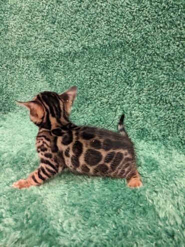 Продажа кошек: Всем Привет .!!!. В питомнике Бен Гла Мур. долгожданные новые детки — 2