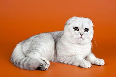 сиамские кошки: Скотиш Фолд (Шотландская вислоухая), 2 года, Девочка, Серебристая шиншилла, Кастрирована, Приучена к лотку, Проглистована — 2