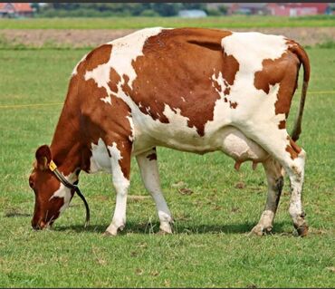 cins ineklerin satisi: Sağlam,Vaksinli,Berdede xüsusi baxılıb yetişdirilen İnekler