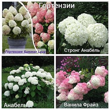 Другие садовые цветы и кустарники: Https://t.me/blooming_garden_kg Редкие и эффектные декоративные — 27