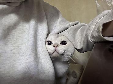 Pişiklər: Şotland yastı qulaq, Erkək, Cütləşmə üçün, Ünvandan götürmə — 6