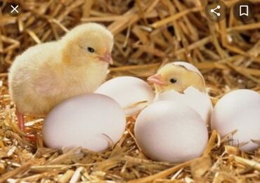 купить перепелиные яйца инкубационные: Продаю инкубационные куриные яйца. Порода Кучинские и Полубрама. Куры
