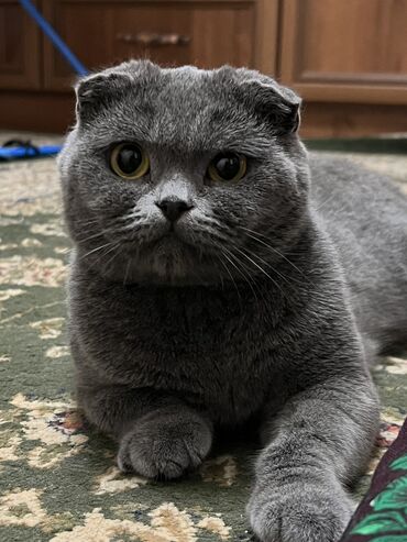 маленький кошки: Шотландский скоттиш фолд💗 Вислоухая кошка 1,5 годика Очень