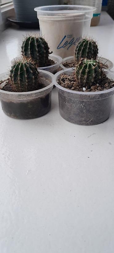 Кактусы: Набор небольших кактусов (больше 6 шт.) в индивидуальных пластиковых — 7