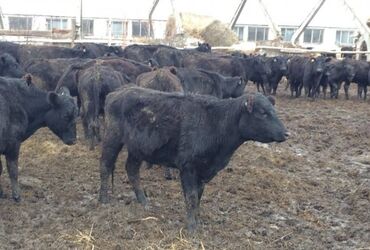продаю музоо торпок корова самка бык самец айрширская ангус алатауская на забой для разведения на откорм племенные нетель привязанные: Продаю | Корова (самка), Бык (самец), Тёлка