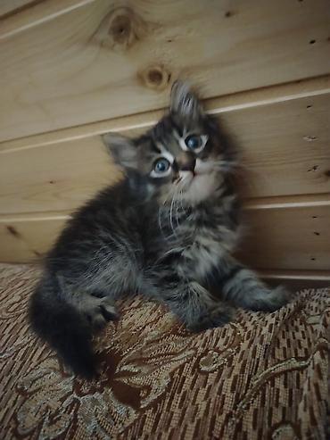 Pişiklər: Türk anqora, Erkək, Dişi, Yaxşı əllərə, Pulsuz çatdırılma — 1