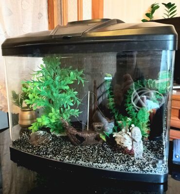 Сейфы: Аквариум заводской "Tank fish" 40 литровый,размер ширина50