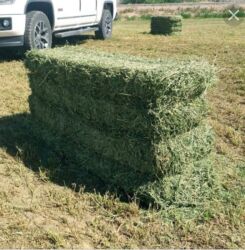 стоимость перепелиных яиц: Беде пресс жана чөп саман алам канча болсода. карасуу Өзгөн араван