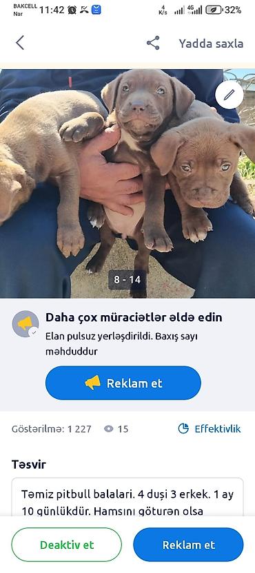 İtlər: Pitbul, 1 ay — 7
