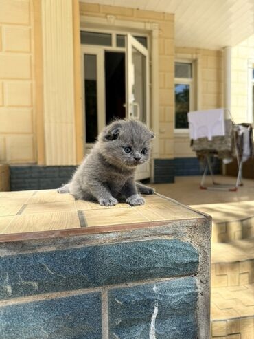 веслоухий кошка: Шотландские вислоухие котята - Окрас: сплошной серый (blue) и