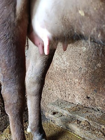 Коровы, быки: Продаю | Корова (самка) — 12