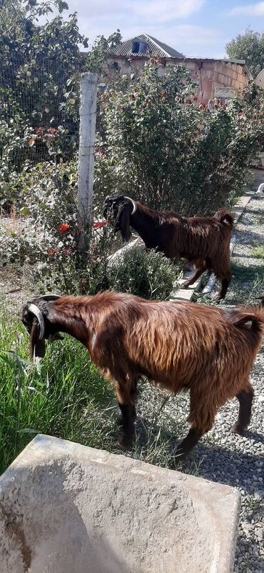 Digər kənd təsərrüfatı heyvanları: 7-8aylıq hələb çəpişləri,damazlıq və ətlik üçün əladı — 3
