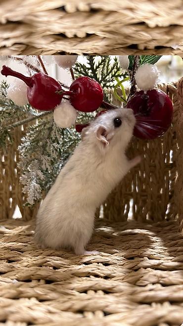 Хомяки: Продаются хомячки джунгарские, сирийские, ангорские пушистые хомячки — 2