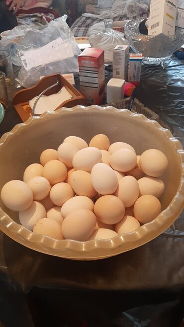 mayalı yumurtalar: Ev yumurtalari mayalı