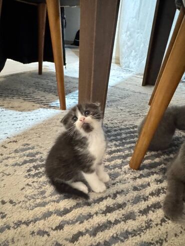 Pişiklər: Şotland — 13