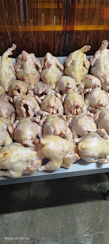 куплю куры: Тоок эти 
мясо броллер 
250 кг Домашний — 7