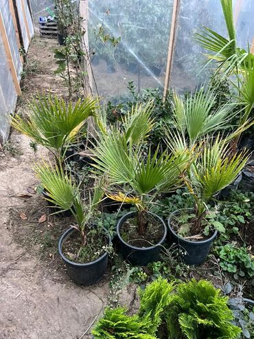 Ağaclar: Bağ bitkiləri – dekorativ ağac və kol sortları - Tulpan Maqnoliya — 16