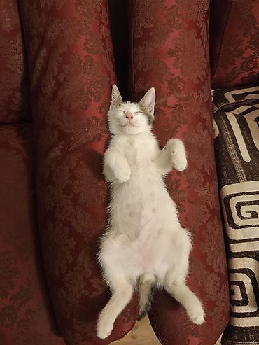 Кошки: В добрые руки — 2