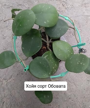 Другие комнатные растения: Продаю коллекцию Хойя — 9