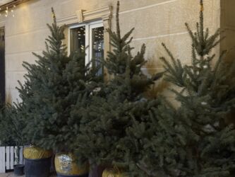 дневник реалиста купить: Саженцы деревьев: Ели, Самовывоз, Платная доставка