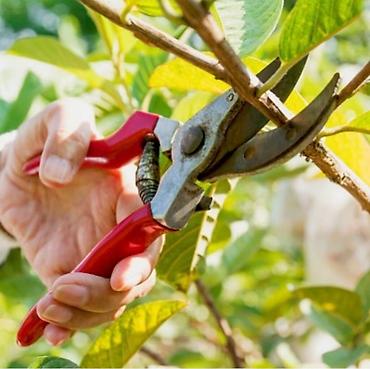 🌳 Обрезка плодовых деревьев 🌳 Обработка плодовых деревьев Февраль —