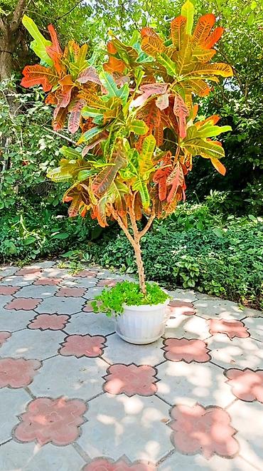 яркие: Кротон (Codiaeum variegatum) в кадке — декоративное дерево с яркой — 1
