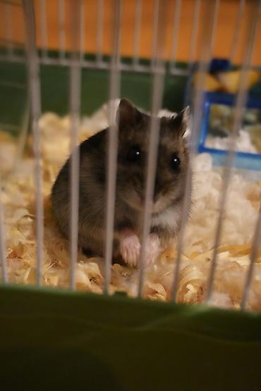 hazir yuva: Cırtdan hamster + qəfəs dəsti - Növ: cırtdan hamster (Djungarian — 7