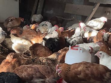 Cücələr: ŞƏKİ DAXİLİNDƏ çatdırılma mümkündür Yetişmiş heyvanlardır. Çəkisi — 5