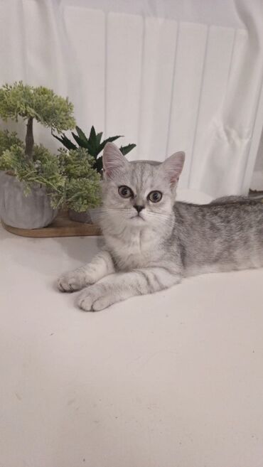 Quşlar: 10may doğulup Dişi tombiş iri bala olup ata gold chinchilla tabby