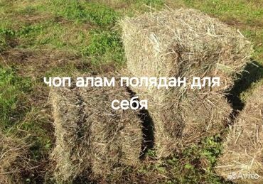 ат тар: Товары и оборудование для с/х животных